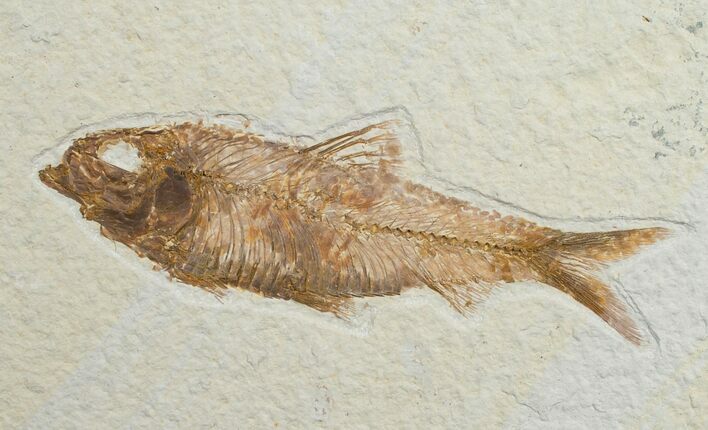 Large Knightia Fossil Fish - Wyoming #6565